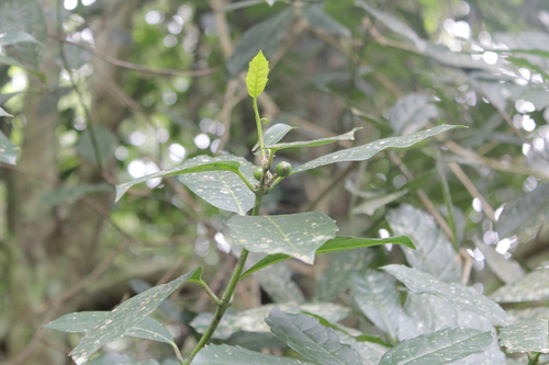 Image of Xymalos monospora by (c) Mahomed Desai, some rights reserved (CC BY)