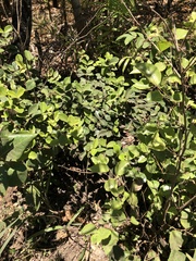 Eugenia reinwardtiana