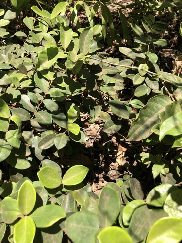 Cedar Bay cherry (Eugenia reinwardtiana)