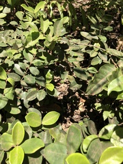 Eugenia reinwardtiana