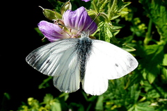 Pieris bryoniae