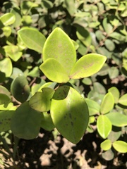 Eugenia reinwardtiana