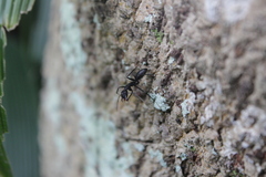 Camponotus natalensis