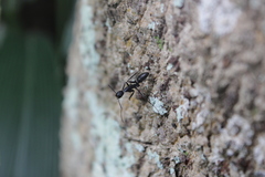 Camponotus natalensis