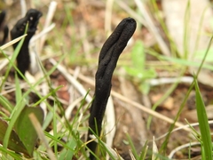 Geoglossum