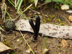Geoglossum