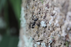 Camponotus natalensis