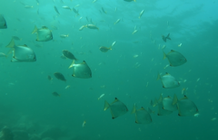 Monodactylus argenteus