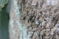 Camponotus natalensis