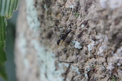 Camponotus natalensis