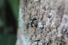 Camponotus natalensis