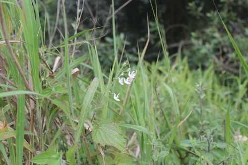 Image of Equilabium laxiflorum by (c) Mahomed Desai, some rights reserved (CC BY)