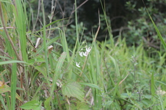 Equilabium laxiflorum