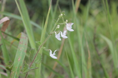 Equilabium laxiflorum