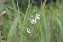 Equilabium laxiflorum