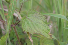 Equilabium laxiflorum