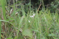 Equilabium laxiflorum