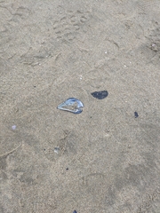 Mytilus galloprovincialis