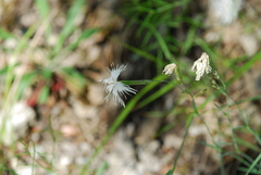 Dianthus arenarius