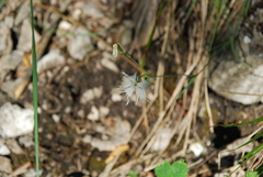 Dianthus arenarius