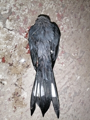 Ptiliogonys cinereus