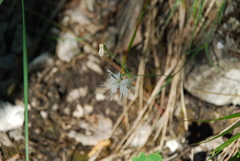 Dianthus arenarius