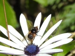 Cyphipelta rufocyanea