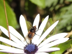 Cyphipelta rufocyanea