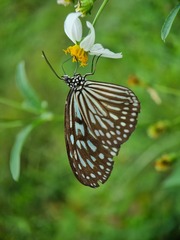 Ideopsis vulgaris