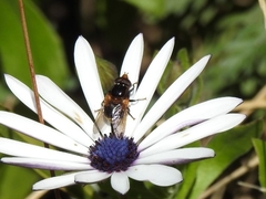 Cyphipelta rufocyanea
