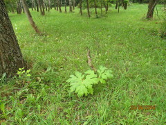 Heracleum asperum