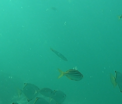 Dinolestes lewini