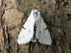 Acronicta leporina