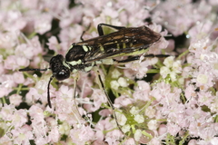 Tenthredo arcuata