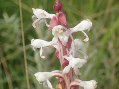 Satyrium longicauda longicauda