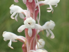 Satyrium longicauda longicauda