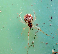 Cryptachaea veruculata