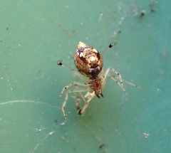 Cryptachaea veruculata