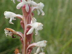 Satyrium longicauda longicauda