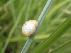 Sheldoniinae