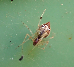 Cryptachaea veruculata