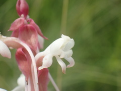 Satyrium longicauda longicauda