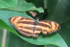 Athyma nefte subrata