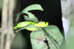 Tropidolaemus subannulatus