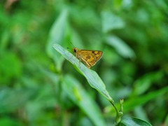 Taractrocera archias