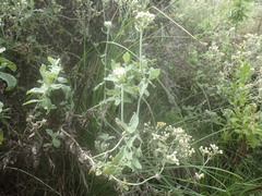 Helichrysum panduratum