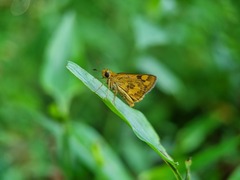 Taractrocera archias