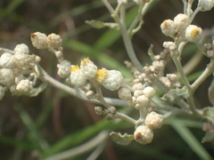 Helichrysum panduratum