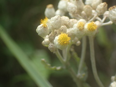 Helichrysum panduratum