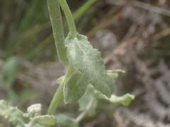 Helichrysum panduratum